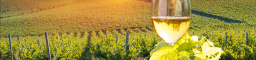 Vin blanc