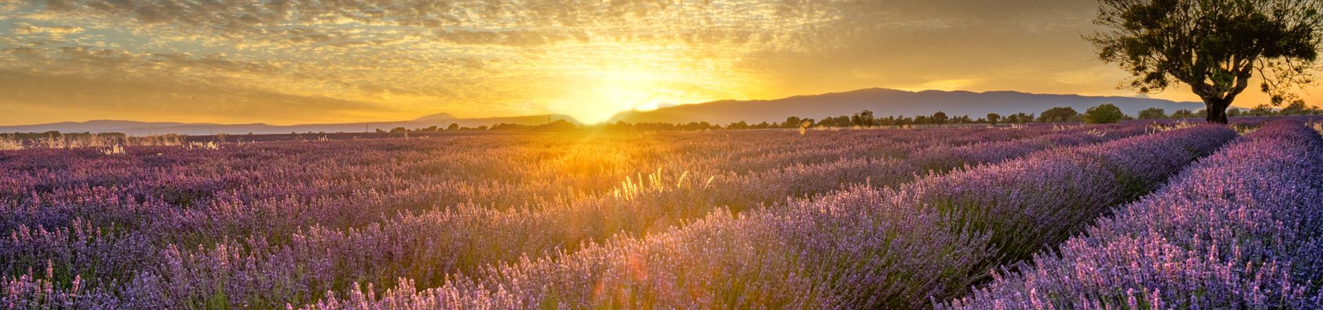 Vivez la vie en rosé avec nos vins de Provence | Commandez maintenant