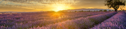 Provence