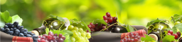 Vin Bio